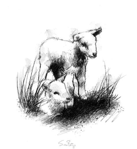Lamb Drawing Sheep Drawing Painting And Drawing Animal Sketches