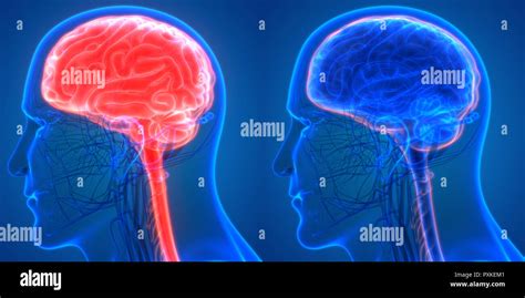 Human Brain With Circulatory System Anatomy Stock Photo Alamy