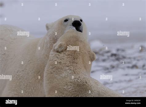 Polar Bears In Churchill Stock Photo Alamy