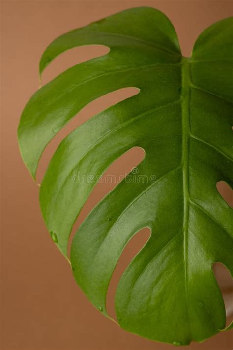 Monstera Green Leaves Or Monstera Deliciosa On Brown Background