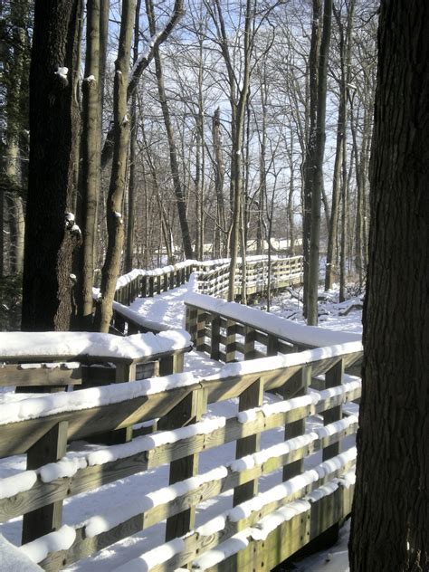 Free Images Tree Forest Path Snow Cold Winter Wood Sunlight