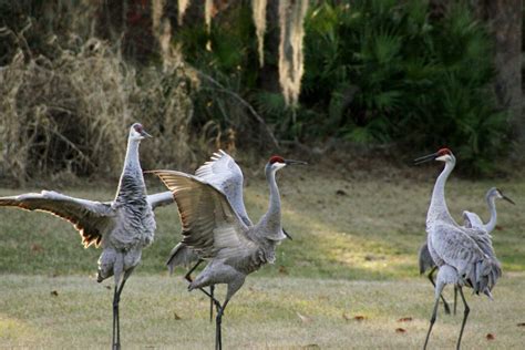 Dancing Sandhill Cranes Florida Living Florida Wildlife