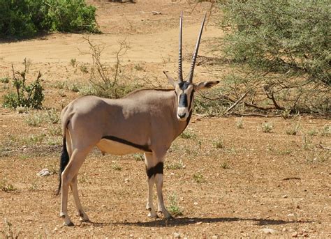 East African Oryx Oryx Beisa Photographed In The W Flickr