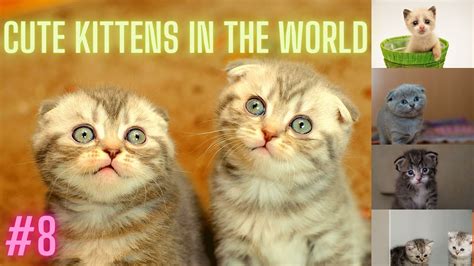 😍 Supper Cute Kittens In The World 8 Kittens Youtube