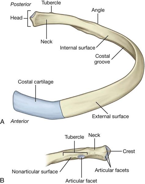 Ribs Anatomy Types Ossification Clinical Significance How To