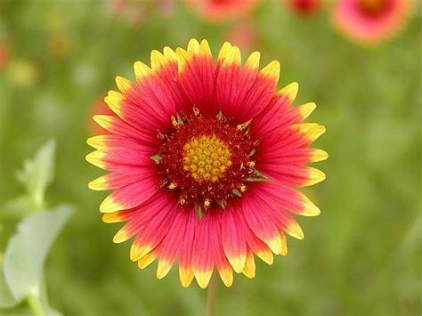 Indian Blanket Oklahoma Wildflower As A Tattoo Might Be Neat