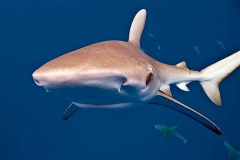 8 Facts About The Galapagos Shark Underwater360
