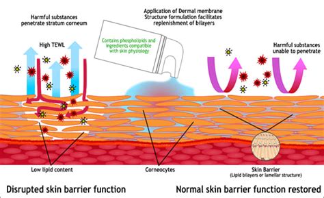 Emulsifiers In Skin Care Purposes Properties And Disadvantages