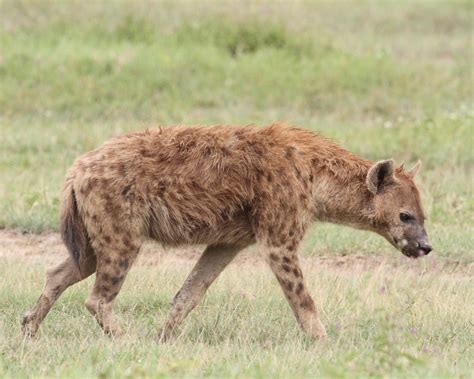 Hyena Project 🐾 On Twitter Us Excited Hey Lets Start A New Quiz
