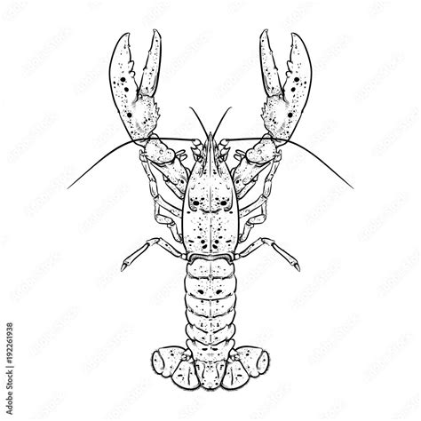 Lobster With Claws Seafood Drawing Doodle Hand Draw Lobster Tail