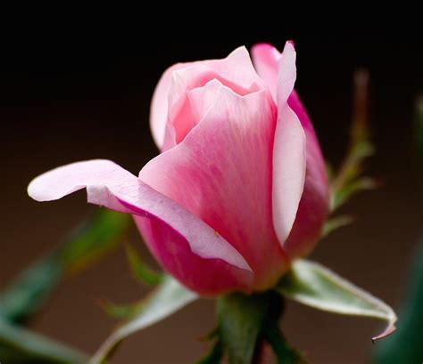 Pink Rosebud Photograph By Greg Jones Fine Art America