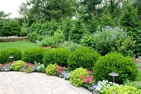 14 Front Yard Low Maintenance Evergreen Shrubs Inspirations Dhomish