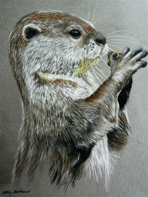 River Otter By Chalkycanvas On Deviantart Otter Art Otter Drawing