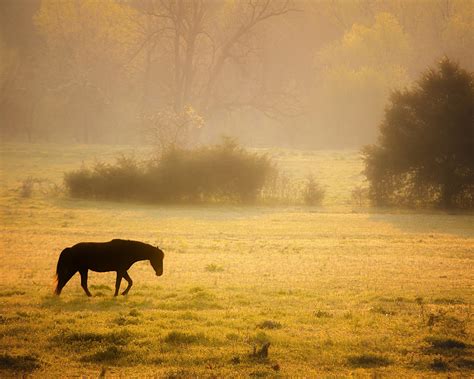 Last Horse Photograph By Ron Mcginnis Fine Art America