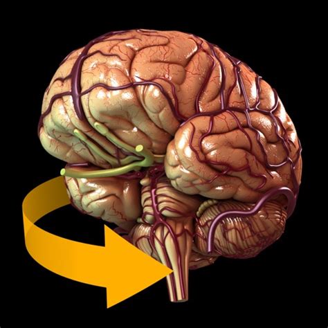 Télécharger Brain 3d Atlas Of Anatomy Pour Iphone Ipad Sur Lapp