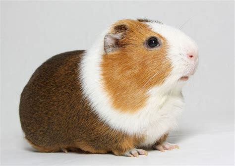 How often are these grooming activities required, and more active guinea pigs typically wear down their nails more quickly than sedentary pets, especially if they walk on hard surfaces rather than spending. I would love another pet - Perfect Isn't Easy