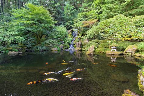 Koi Fish In Waterfall Pond At Japanese Garden Photograph By David Gn