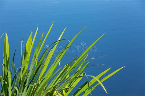 Reed Grass On The Shore Of A Lake Stock Photo Image Of Shore View