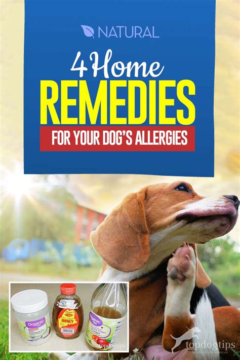 4 Home Remedies For Dog Allergies In 2020 Dog Allergies Home