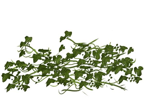 Vine Ivy Clip Art Vines Png Download 24001800 Free Transparent