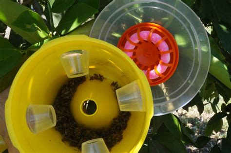Fruit Fly Trap Pro Bugs For Bugs