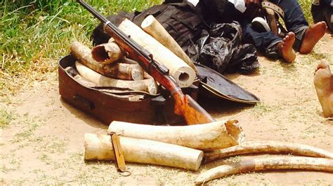 Exposed The Brutal World Of Tanzanias Illegal Ivory Poaching Industry