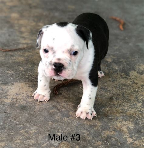 We offer only the highest quality puppies available from our usda licensed breeders. American Bully Puppies For Sale | West Palm Beach, FL #283253