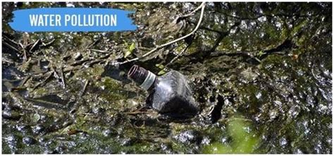 Pests directly affecting plants satisfy this definition. Water Pollution And Its Control- Sources, Effects and Control