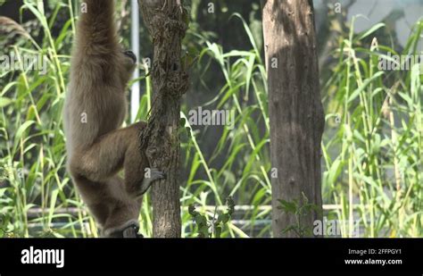 Cute African Monkey Hang Tree Branch Relax Natural Habitat Wild Animal