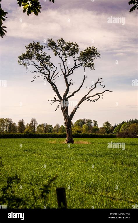 Lonely Tree In A Fallow Field Stock Photo Alamy