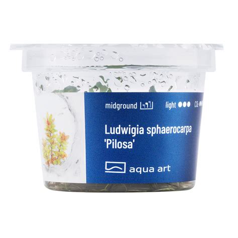 Ludwigia Sphaerocarpa Pilosa In Vitro Plante Pour Aquarium