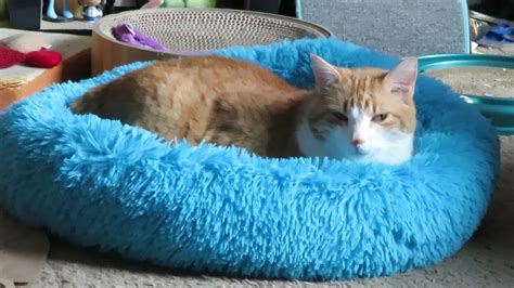 The raised rim creates a sense of security and helps activate the nervous system in a positive way which allows your fur kids to calm down faster and relax. Calming Pet Bed For Cats Reviews