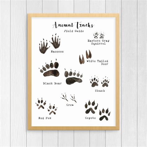 Woodland Animal Tracks Poster Canvas Art Prints Animal Tracking