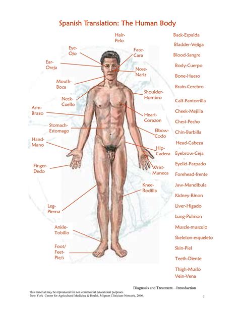 External Human Body Parts External Parts Of The Body Montessori