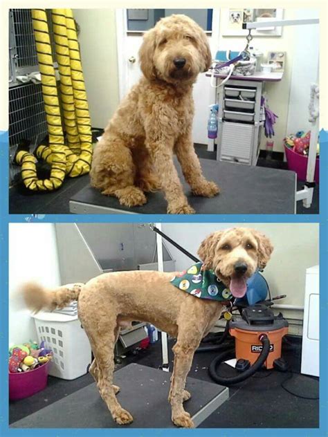 Clean and check the ears . Image result for f1 goldendoodle before after haircut ...