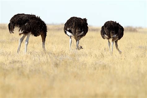 What Do Ostriches Eat Birdbrainranch