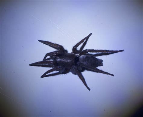 Scotophaeus Blackwalli Mouse Spider In Seattle Washington United States