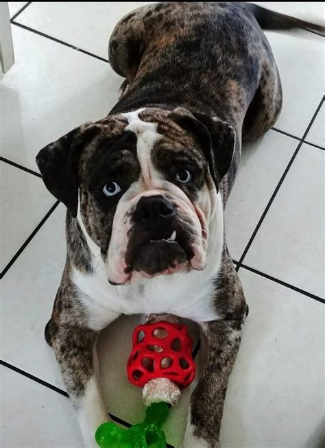 The alapaha blue blood bulldog's name is derived from the alapaha river in georgia, usa, which is where it originated. Alapaha Blue Blood Bulldog - Villages4sale