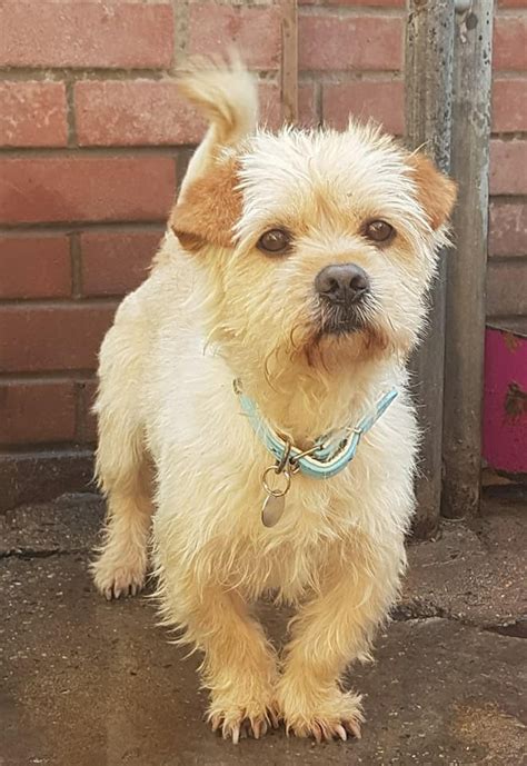 Kibble - 3 year old male Cross-Breed dog for adoption