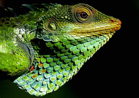 Free Images Nature Forest Green Iguana Fauna Lizard Close Up