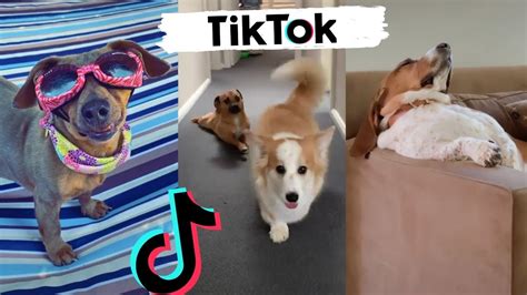 Awesome Dogs Of Tiktok Cute And Funny Puppies Tik Tok 2020 Youtube