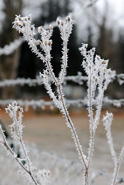 Frost Winter Cold Free Photo On Pixabay Pixabay