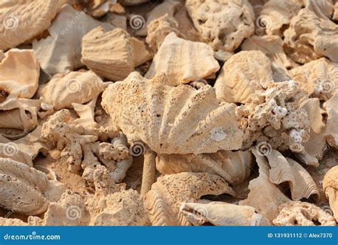 Fragments Of Corals And Shells On The Coast Of The Red Sea In Egypt