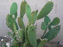 Since cacti live in dry areas, they need to absorb large amount of water and fruit can be used as food. List of edible cacti - Wikipedia