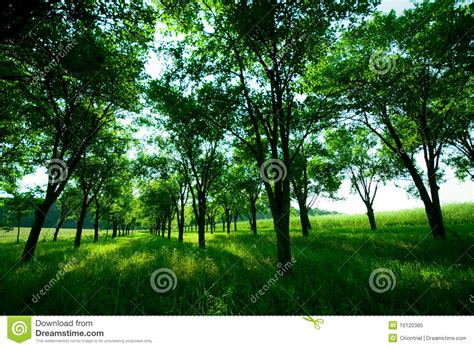 Idyllic Green Spring Park Stock Image Image Of Background 10120385