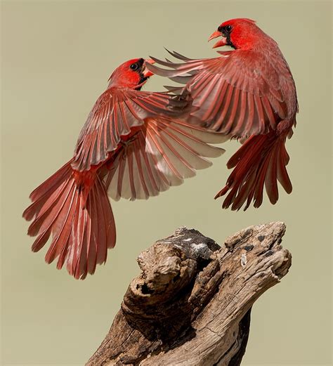 40 Colorful Photos Of Birds