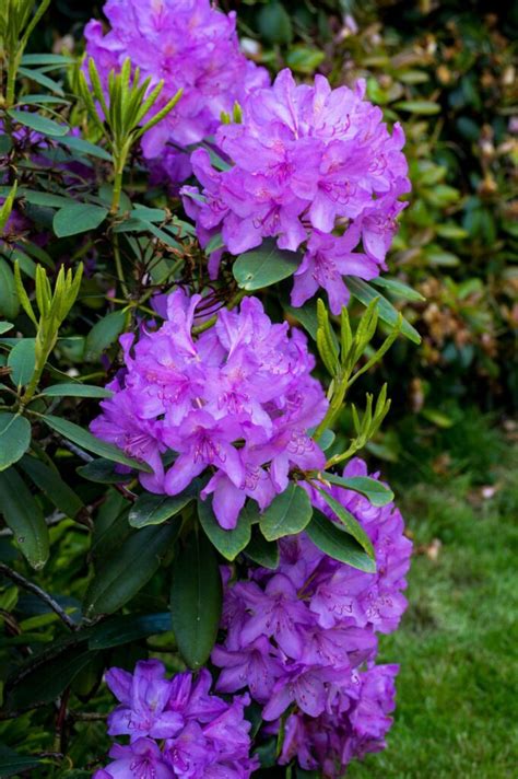 Dreamstime is the world`s largest stock photography community. 8 hermosas flores con significados sorprendentes