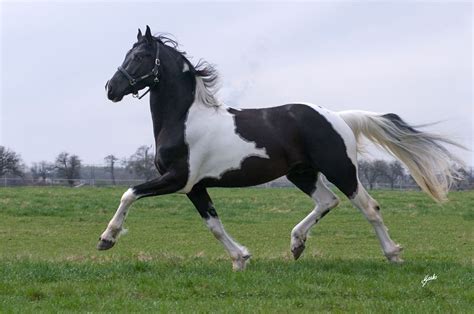 Goodshapes Barock Pintos Black Horses Pinto Horse Horse Breeds