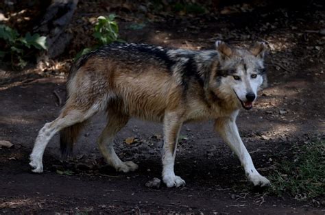 Mexican Gray Wolf Population On A Steady Rise To Recovery Diversity