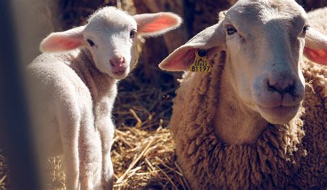 How Do Sheep Show Affection Farmhouse Guide